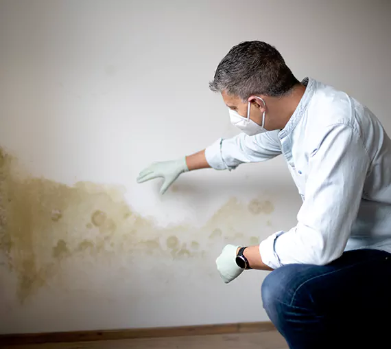 Mold Removal Service in Laguna Beach, CA